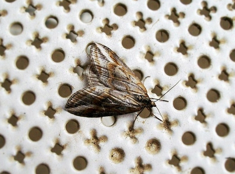Geometride novembrino - Chesias legatella